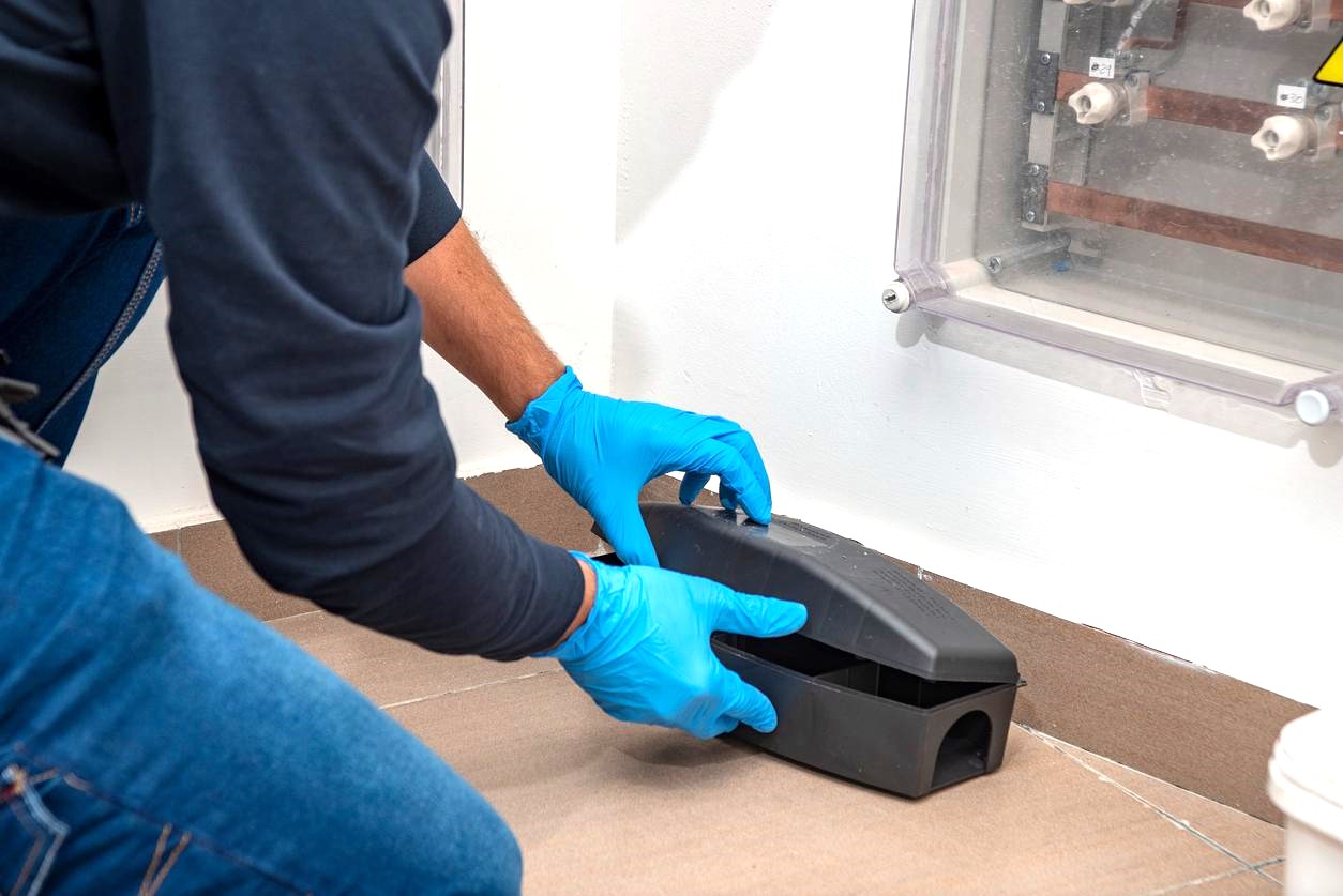 rágcsálóirtás Kecskemét